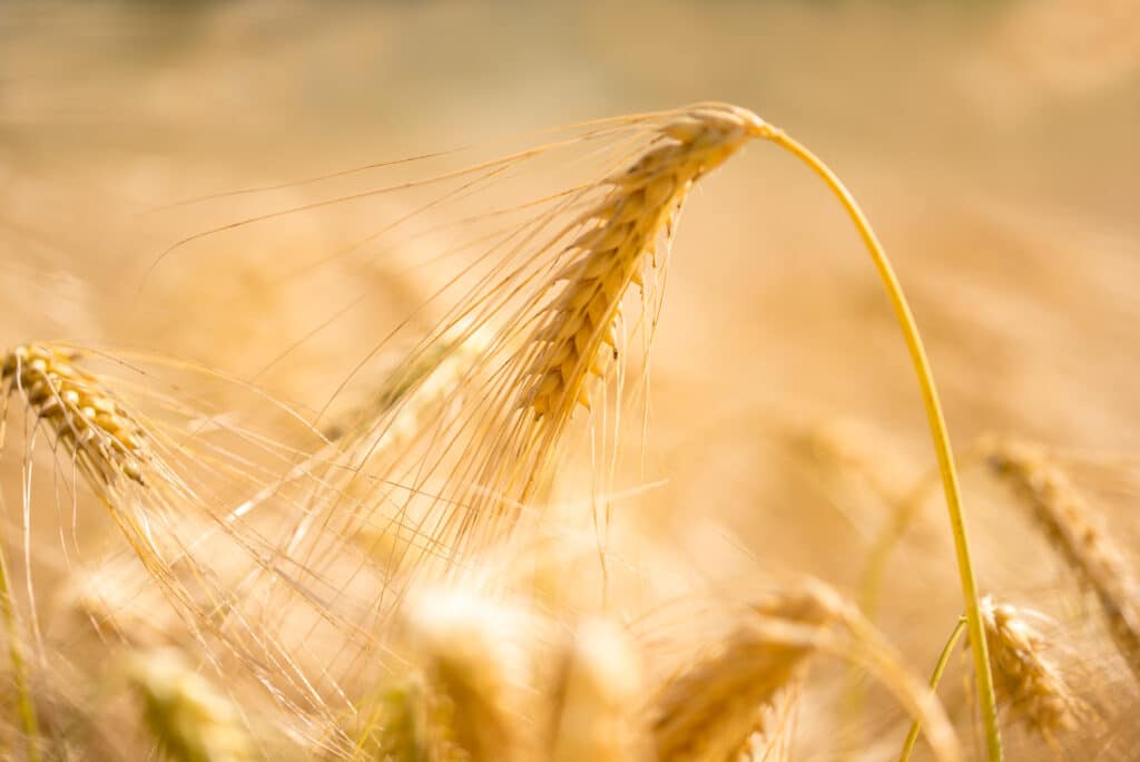 Quelle différence entre allergie et intolérance au blé ?